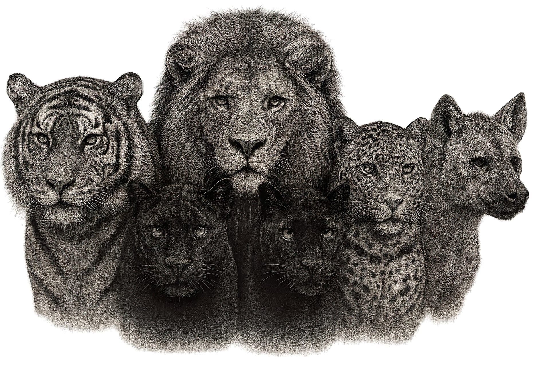 Cool Animal wallpaper 