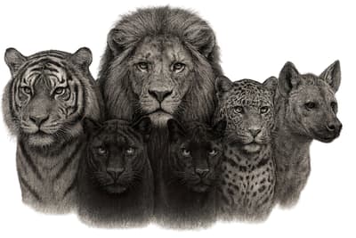 Cool Animal wallpaper 