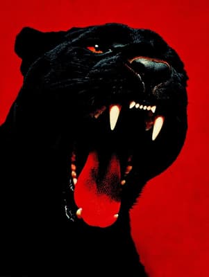 Cool Animal wallpaper