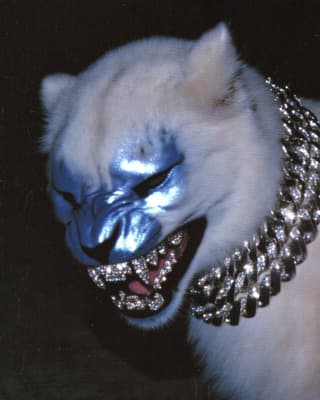 Cool Animal wallpaper