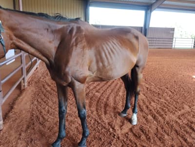 Horse