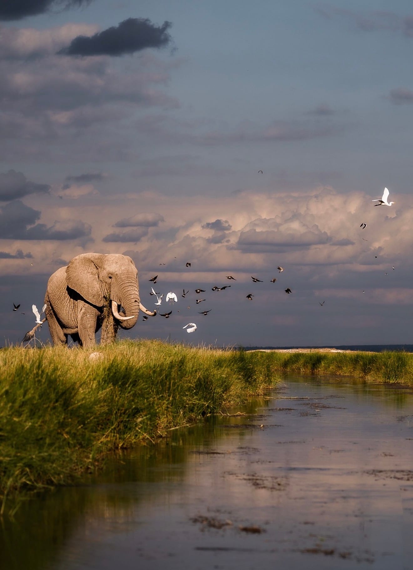 Elefant 