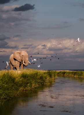 Elefant 