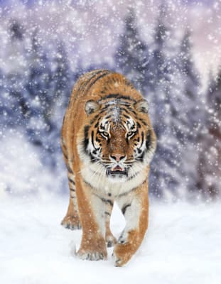Tiger pictures