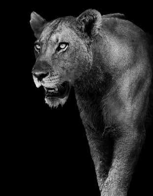 Tiger pictures