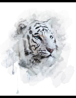 Tiger pictures