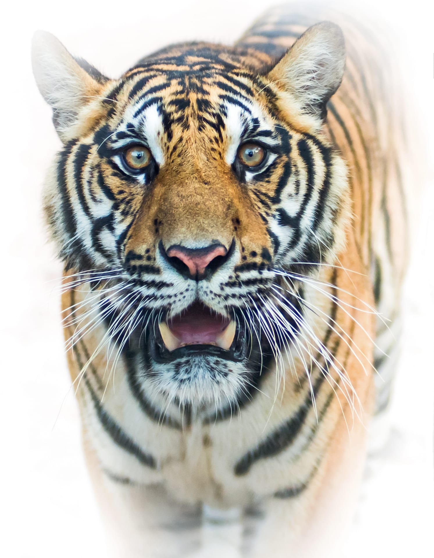 Tiger pictures