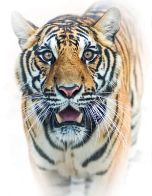 Tiger pictures