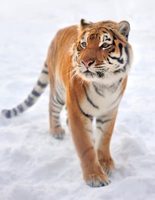 Tiger pictures
