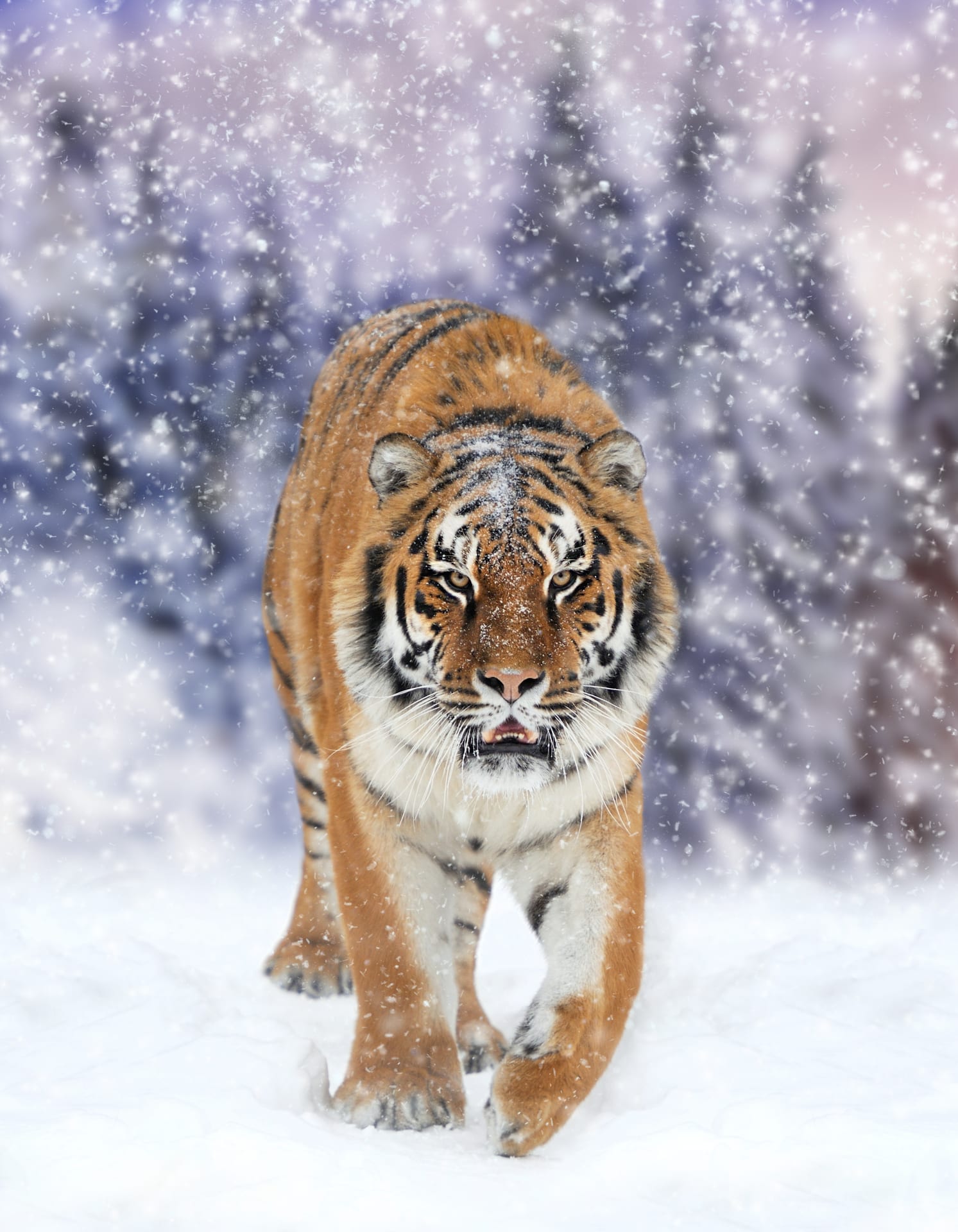 Tiger pictures