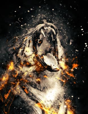 Tiger pictures
