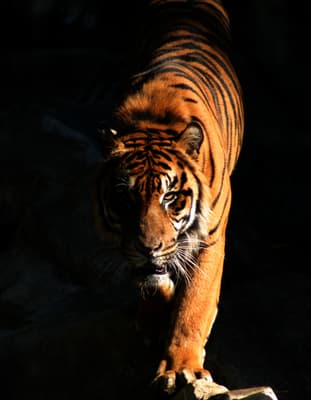 Tiger pictures