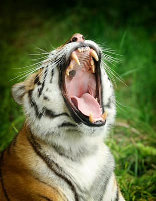 Tiger pictures