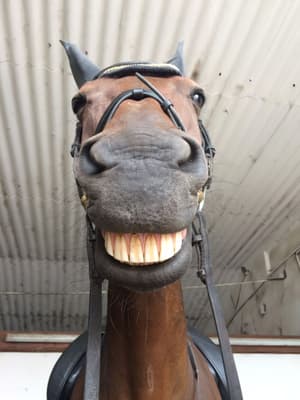 Horse face 