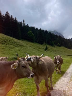 🐄🐄🐄