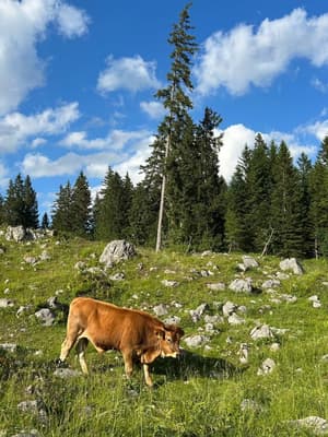 Mountain Girl ⛰️🐄☀️