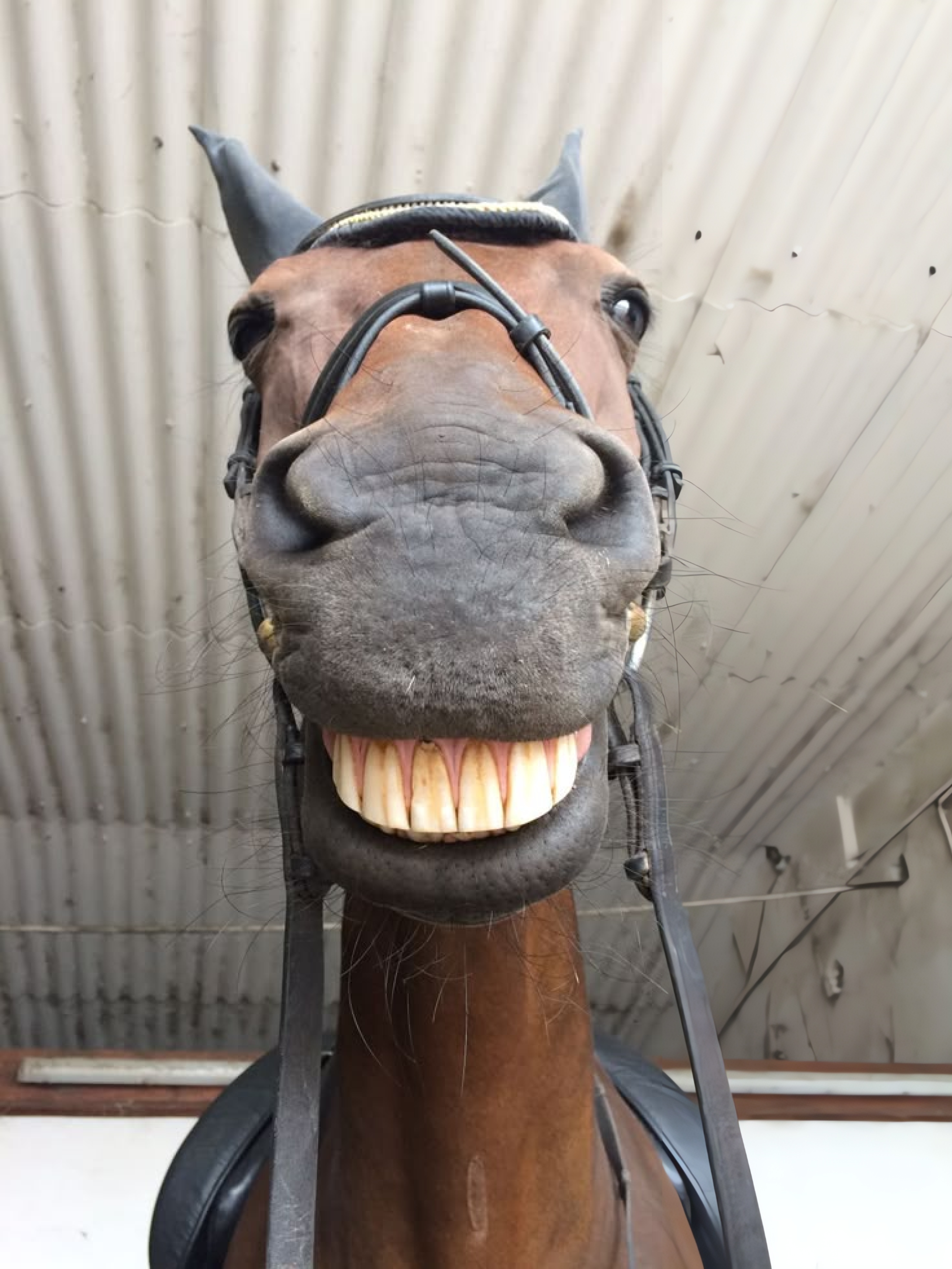 Horse face 